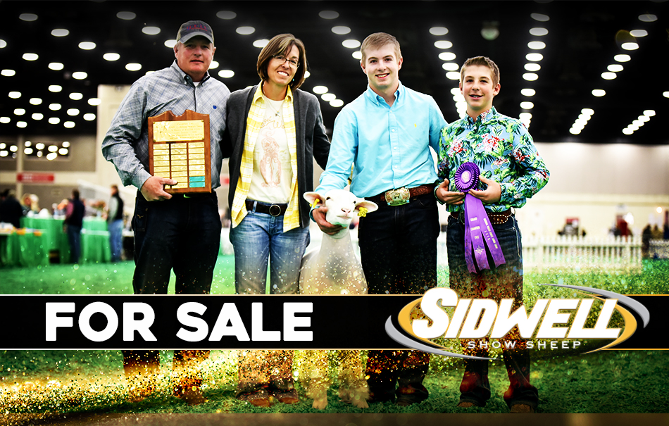Sidwell Show Sheep - For Sale
